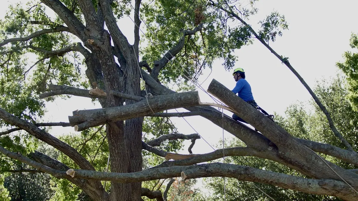 Professional Crown Thinning performed by certified arborists in Lutts