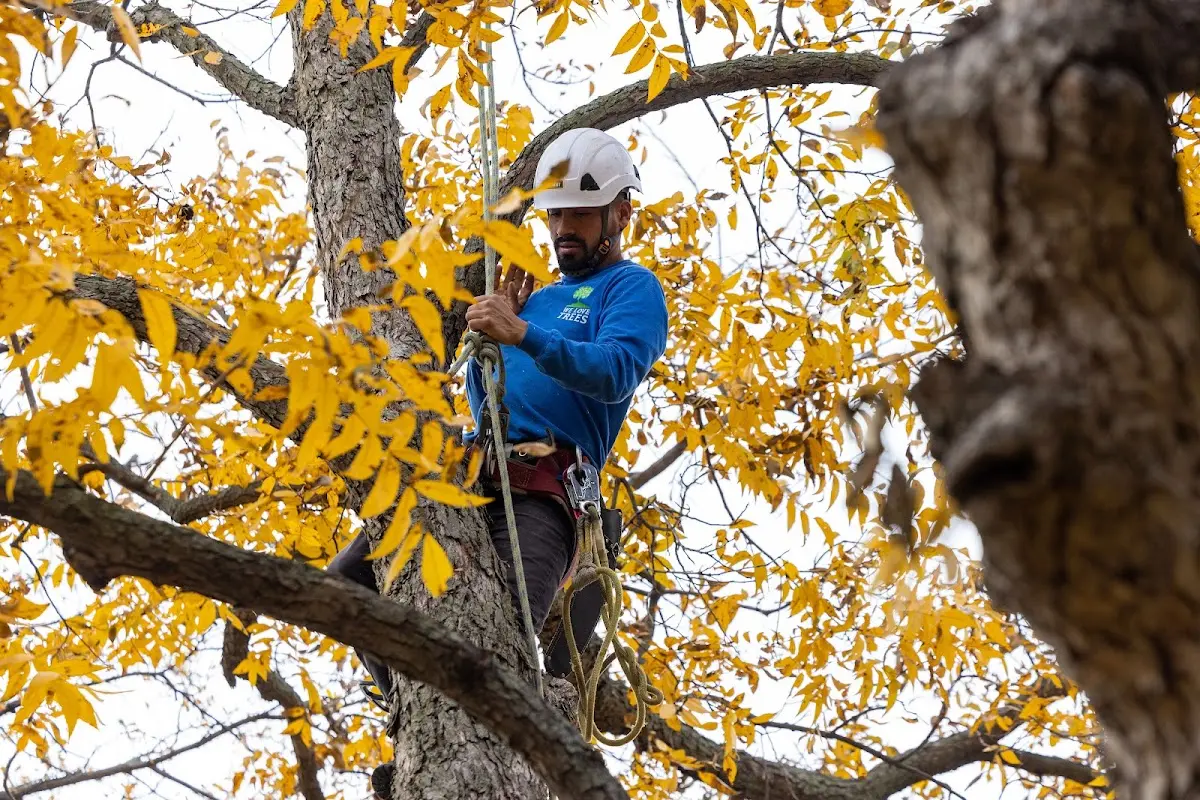 Skilled Dead Tree Removal crew working in Lutts